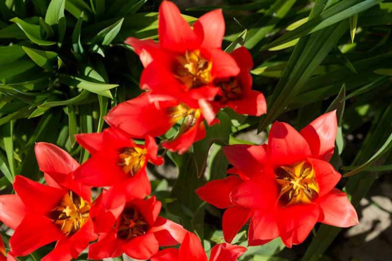 Tulipa praestans 'Fusilier', Tulip praestans 'Fusilier', Tulip 'Fusilier', Miscellaneous Tulip 'Fusilier', Botanical Tulips, Tulip Species, Rock Garden Tulips, Wild Tulips, Mid spring tulip, red tulip, multi-flowering tulip