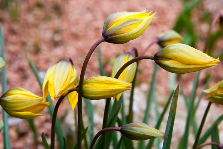 Tulipa Sylvestris, Tulip Sylvestris, Botanical Tulip, Tulip Species, Rock Garden Tulip, Wild Tulip, Woodland Tulip, Florentine Tulip, Yellow tulip