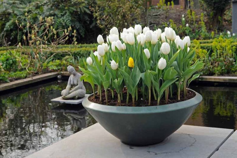 Calgary Tulipa, Tulipa Calgary,Tulip 'Calgary', Triumph Tulip 'Calgary', Triumph Tulips, Spring Bulbs, Spring Flowers, Tulipe Calgary, White Tulips, Tulipes Triomphe,Creamy tulips, Mid spring tulips