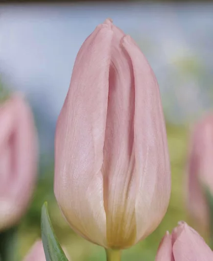 Tulipa Candy Prince,Tulip 'Candy Prince', Single Early Tulip 'Candy Prince', Single Early Tulips, Spring Bulbs, Spring Flowers, Tulipe Candy Prince, Pink Tulips, Lavender tulips, Tulipes Simples Hatives
