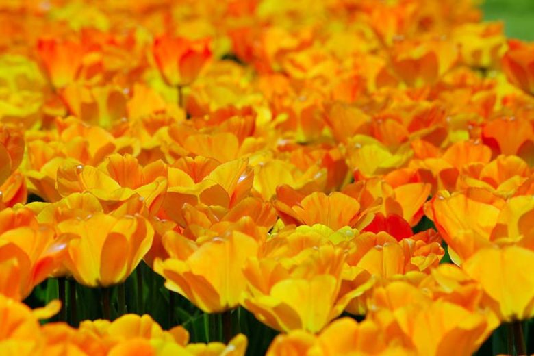 Tulipa Daydream, Tulip 'Daydream', Darwin Hybrid Tulip 'Daydream', Darwin Hybrid Tulips, Spring Bulbs, Spring Flowers, Tulipe Daydream,Tulipes Darwin, Apricot tulips, Orange tulips