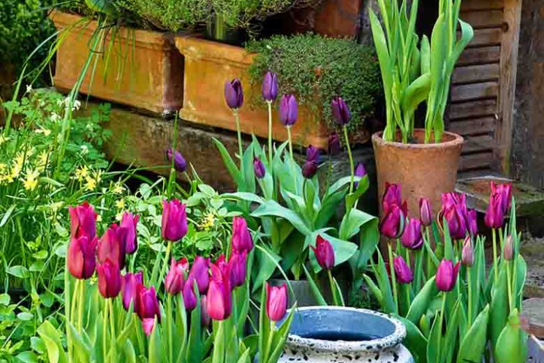Tulipa 'Merlot', Tulip 'Merlot', Lily-Flowered Tulip 'Merlot', Lily-Flowering Tulip 'Burgundy', Lily-Flowered Tulips, Spring Bulbs, Spring Flowers, Tulipe Burgundy,Lily Flowered Tulip, Purple tulip, late season tulip