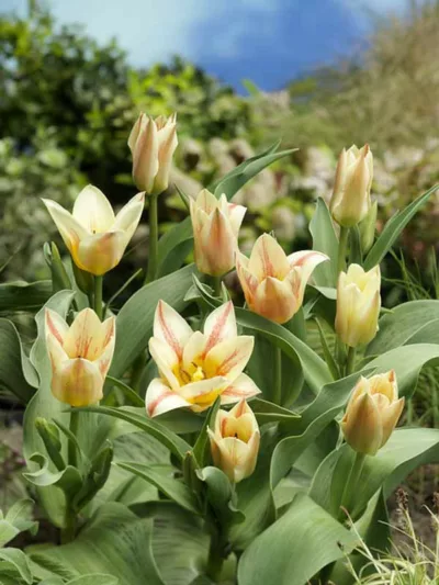 Tulipa 'Quebec',Tulip 'Quebec', Greigii Tulip 'Quebec', Greigii Tulips, Spring Bulbs, Spring Flowers, Tulipe Quebec, bicolor tulips