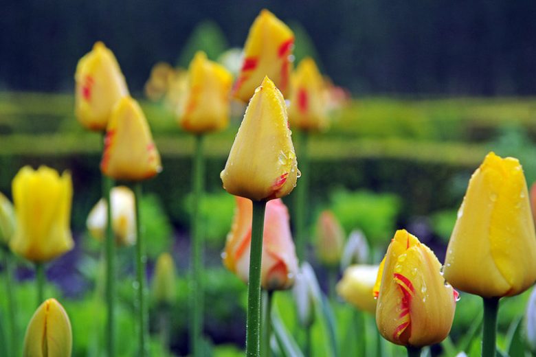 Tulipa 'World Expression' , Tulip 'World Expression', Single Late Tulip 'World Expression', Single Late Tulips, Spring Bulbs, Spring Flowers, Bicolor Tulip, Yellow Tulip, Single Late Tulip
