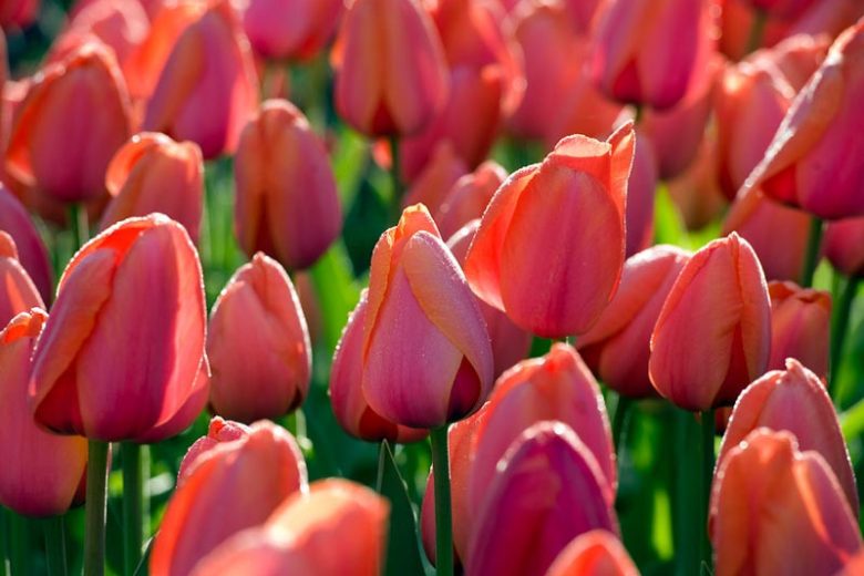 Tulipa 'Ad Rem', Tulip 'Ad Rem', Darwin Hybrid Tulip 'Ad Rem', Darwin Hybrid Tulips, Spring Bulbs, Spring Flowers,Tulipe Ad Rem, Darwin Tulip, Bicolor Tulip, Red Tulip, Tulipe Darwin