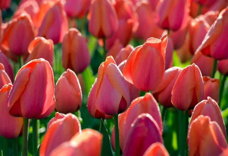 Tulipa 'Ad Rem', Tulip 'Ad Rem', Darwin Hybrid Tulip 'Ad Rem', Darwin Hybrid Tulips, Spring Bulbs, Spring Flowers,Tulipe Ad Rem, Darwin Tulip, Bicolor Tulip, Red Tulip, Tulipe Darwin