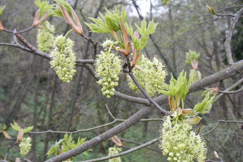 Acer macrophyllum, Bigleaf Maple, Big-leaf Maple, Oregon Maple, California Native Tree, California Native Plants