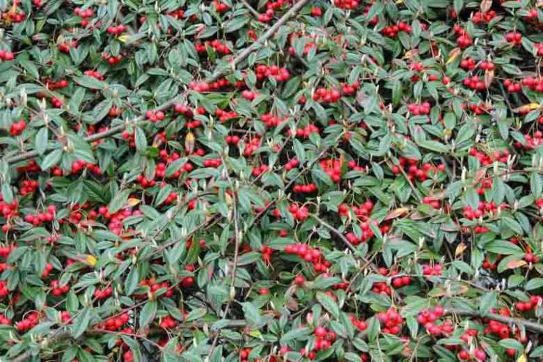 Cotoneaster salicifolius, Willow Leaf Cotoneaster, Willow-Leaved Cotoneaster, Evergreen Shrub, Hardy Shrub, Shrub with berries, Red Berries,