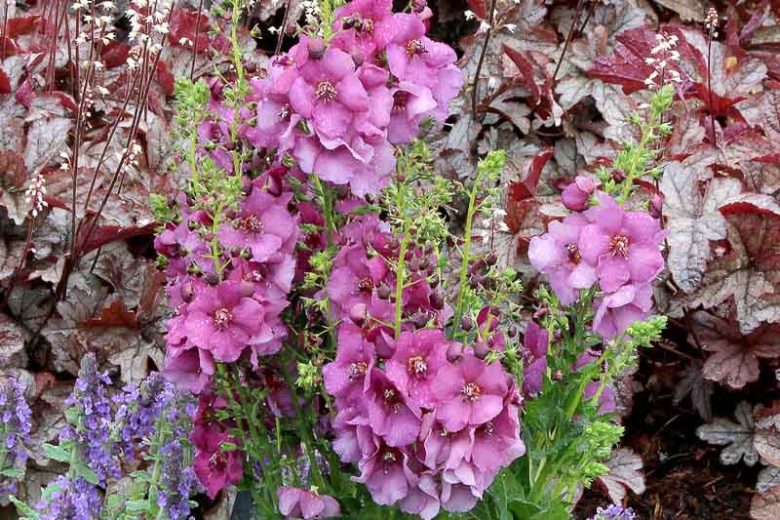 Verbascum 'Plum Smokey', Plum Smokey Mullein, Purple flowers, Architectural plants, Vertical Plants, Deer Tolerant perennials,