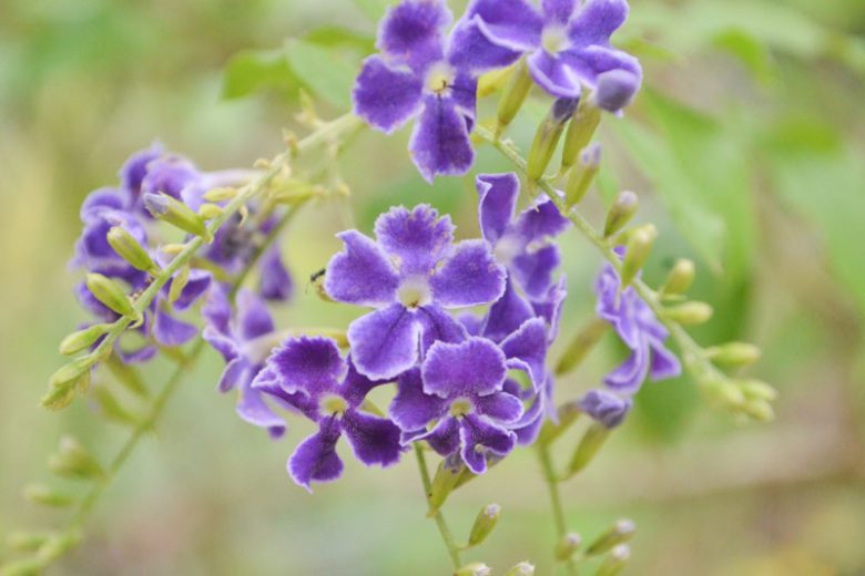 Duranta erecta, Golden Dewdrop, Pigeon Berry, Sky Flower, Purple Flowers, Drought tolerant flowers,
