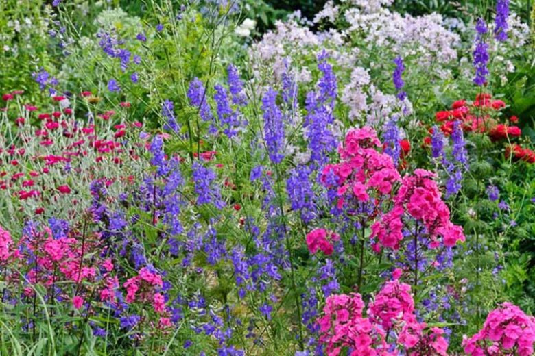 Consolida ajacis, Giant Larkspur, Larkspur, Blue flowers, Pink flowers, White flowers