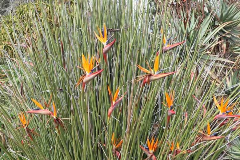 Strelitzia juncea, Bird of Paradise, Strelitzia, Crane Flower, Bird of Paradise Flower, Narrow-leaved Bird of Paradise, Rush-leaved Strelitzia