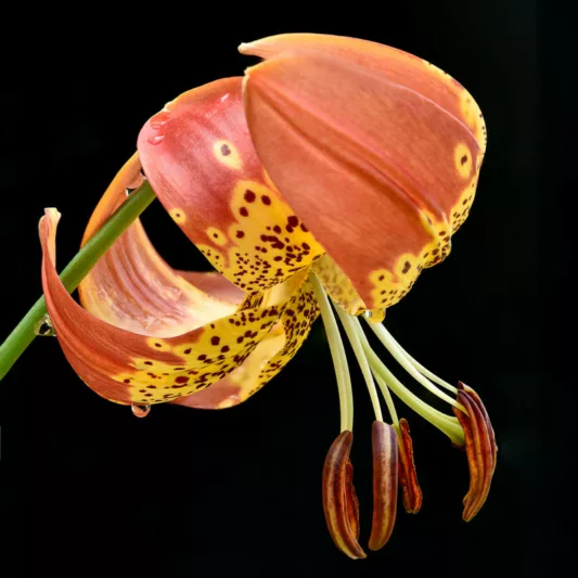 Lilium pardalinum, Leopard Lily, Panther Lily, California Tiger Lily, Orange Lilies, California Native Lilies, California Native Flowers, Species Lilies, Wild Lilies