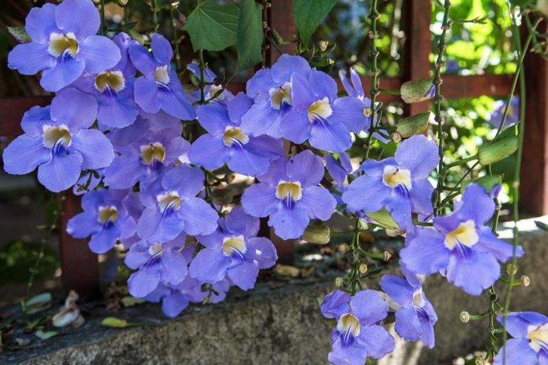 Thunbergia grandiflora, Blue Trumpet Vine, Bengal Clock Vine, Blue Skyflower, Clock Vine, Skyflower, Sky Vine, Blue Vine, Blue Flowers, Blue Climber, Perennial Vines