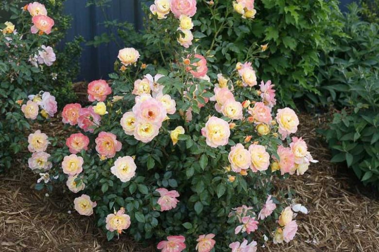 Rose Oso Easy Italian Ice, Rosa Oso Easy Italian Ice, Oso Easy Italian Ice Rose, Shrub Roses, Rose bushes, Garden Roses, Rosa'CHEWNICEBELL', Yellow Roses, Yellow Flowers