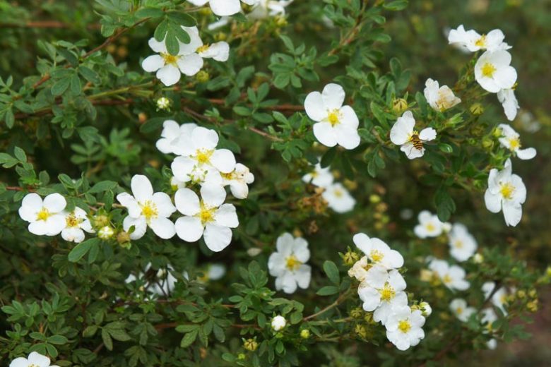 Potentilla alba, White-Flowered Cinquefoil, White Cinquefoil, White Potentilla, White Flowers