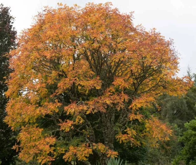 Koelreuteria paniculata, Pride of India, Golden Rain Tree, Varnish Tree, Shrimp Tree, China Tree, fall color, Yellow flowers