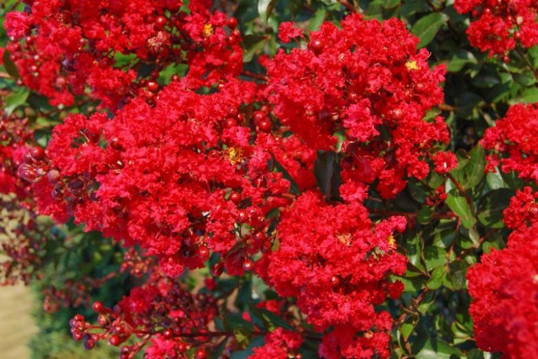 Lagerstroemia Red Rooster, Crape Myrtle Red Rooster, Crapemyrtle Red Rooster, Lagerstroemia 'Piilag-iii', Shrub, Red Flowers, Red Crape Myrtle, Red Flowers, Red Crape Myrtle