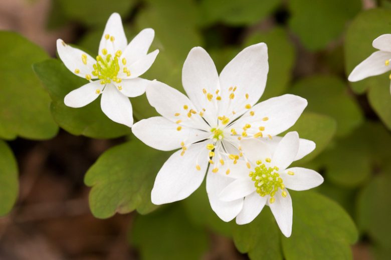 Thalictrum thalictroides,  Rue Anemone, Anemonella thalictroides, Syndesmon thalictroides, White Flowers