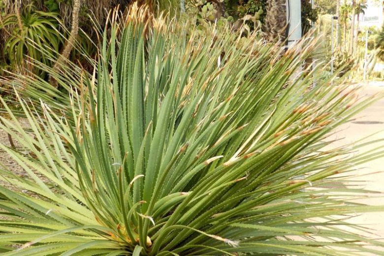 Dasylirion serratifolium, Desert Spoon, Sandpaper Sotol, Dasylirion laxiflorum, Roulinia serratifolia, Yucca serratifolia