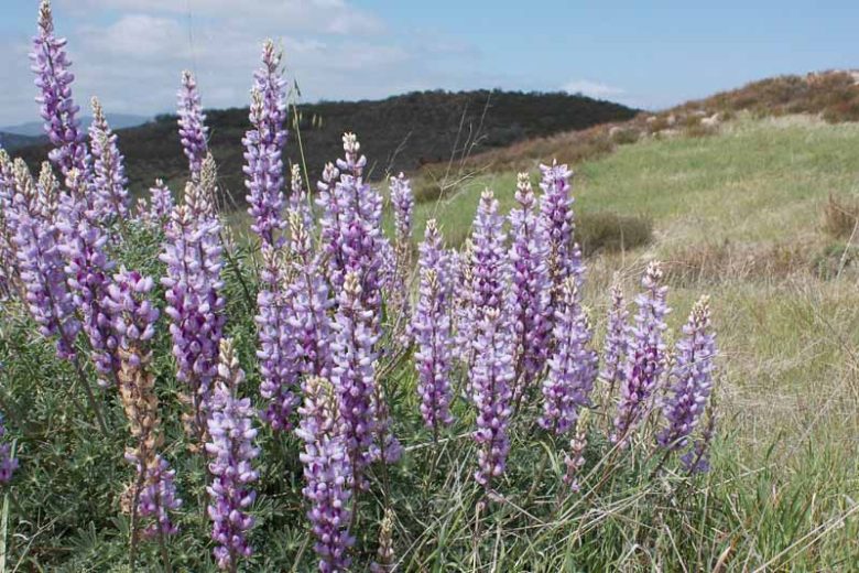 Lupinus albifrons, Silver Lupine, White-leaf Bush Lupine, Evergreen Lupine, Blue Flowers, Blue Perennial