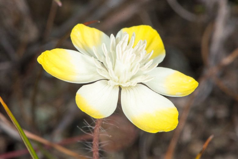 Platystemon californicus,Creamcups, California Creamcups, Yellow Flowers, Bicolor Flowers, Drought tolerant flowers, California Native Plants, California Native Wildflowers