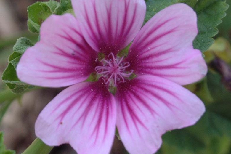 Malva sylvestris var. mauritiana 'Zebrina', Mallow 'Zebrina', French Mallow 'Zebrina', Hollyhock Mallow 'Zebrina', Zebra Mallow, Pink flowers, Purple Flowers,