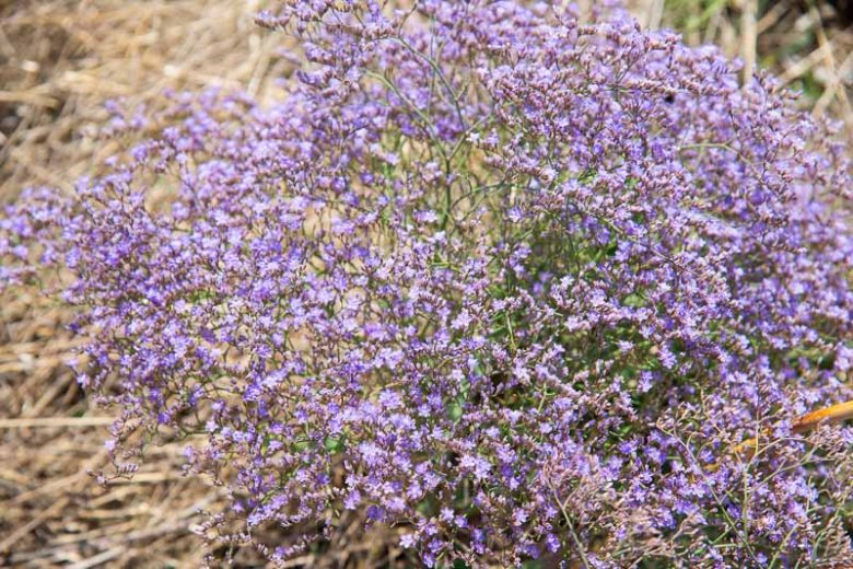 Limonium platyphyllum, Sea Lavender, Broad-Leaved Statice, Limonium latifolium, Purple Flowers, Drought tolerant flowers,