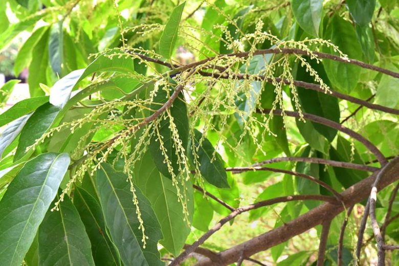 Elaeocarpus ganitrus, Rudraksha Tree, Evergreen Tree,