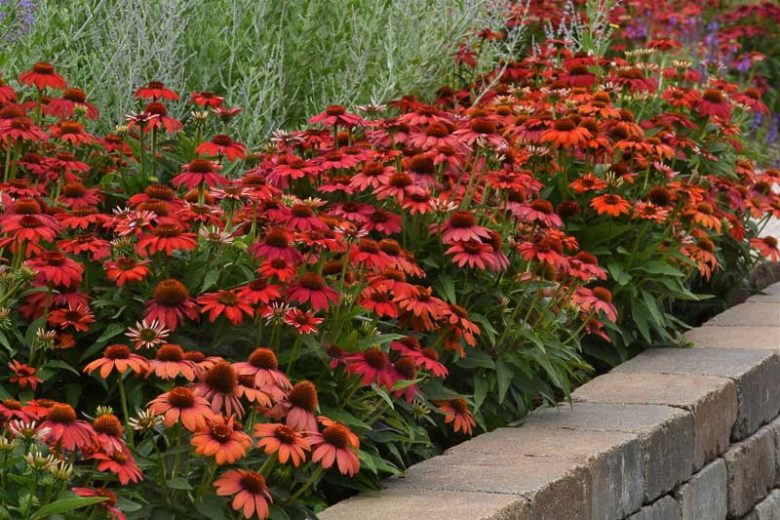 Echinacea Artisan Red Ombre, Artisan Red Ombre Echinacea, Coneflower Artisan Red Ombre, Echinacea Artisan Series, Red coneflower, Red coneflowers, Red Echinacea, Coneflower, Coneflowers