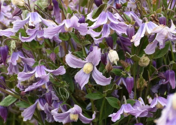Clematis 'Stand by Me Lavender', Stand by Me Lavender Clematis, Purple Clematis, Lavender Clematis, Bellflower Clematis,
