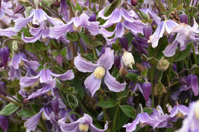 Clematis 'Stand by Me Lavender', Stand by Me Lavender Clematis, Purple Clematis, Lavender Clematis, Bellflower Clematis,