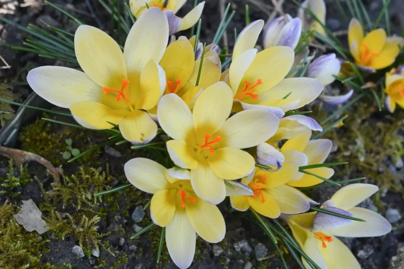 Crocus 'Advance', Crocus Chrysanthus Advance, Snow Crocus Advance, Snow Crocus, Botanical Crocus, Spring Bulbs, Spring Flowers, Early spring bulb