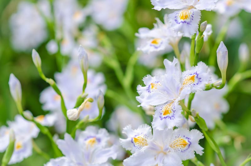 Iris species, Iris virginica, Iris fulva, Crested Iris, Algerian Iris, Sweet Iris, Iris variegata, Iris laevigata, Iris japonica