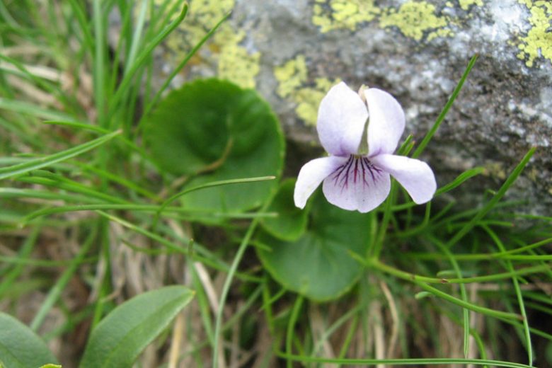 Viola palustris,Marsh Violet, Northern Marsh Violet, Alpine Marsh Violet, Shade plants, shade perennial, violet flowers, plants for shade