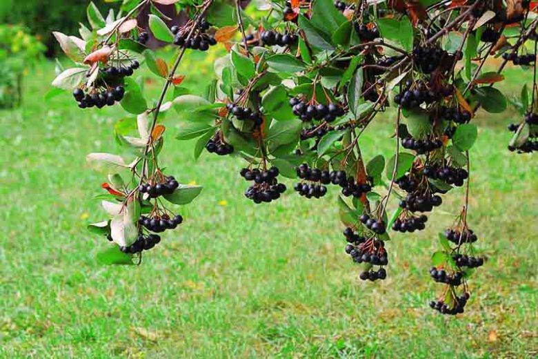Aronia Melanocarpa, Black Chokeberry, shrub, berries, fall color