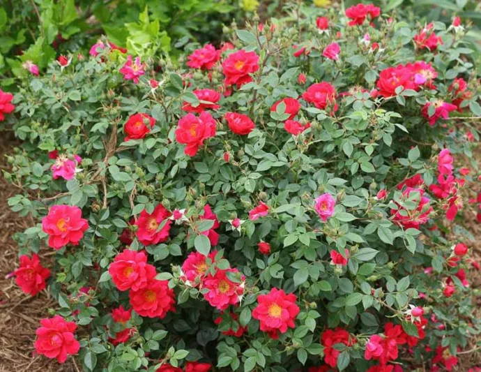 Rose Oso Easy Urban Legend, Rosa Oso Easy Urban Legend, Oso Easy Urban Legend Rose, Shrub Roses, Rose bushes, Garden Roses, Rosa 'ChewPatout', Red Roses, Red Flowers, Groundcover Rose