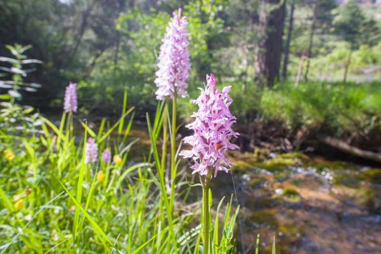 Dactylorhiza fuchsii, Common Spotted Orchid, Orchis fuchsii, Hardy Orchid, Purple Orchid