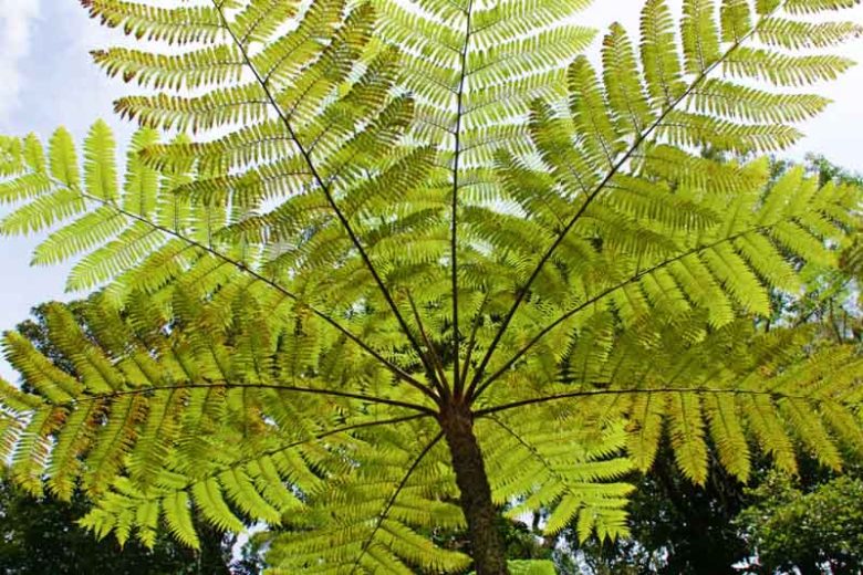 Cyathea cooperi, Australian Tree Fern, Cooper's Tree Fern, Lacy Tree Fern, Scaly Tree Fern, Alsophila cooperi, Drought tolerant tree
