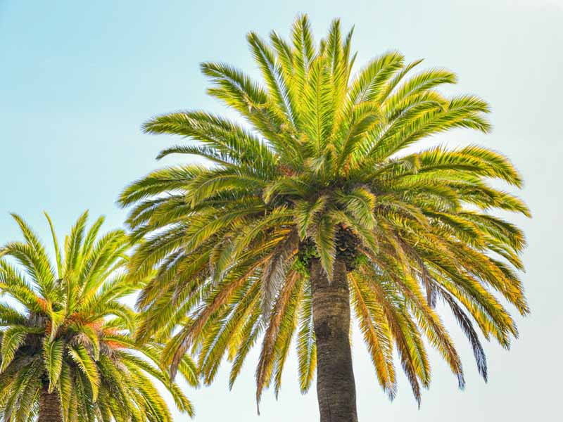 Phoenix, Palm Tree, Canary Island Date Palm, Canary Date Palm, Slender Date Palm, Date Palm, Dwarf Date Palm, Miniature Date Palm, Pygmy Date Palm, Roebelin Palm