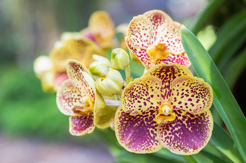 Vanda, Vanda Orchids, Home Orchids, Fragrant Orchids, Easy to Grow Orchids