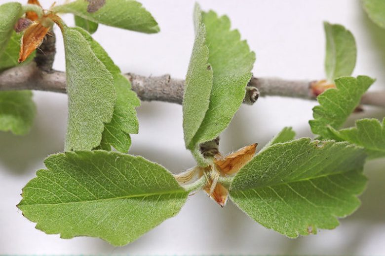 Amelanchier utahensis, Utah Serviceberry, Pale-leaved Serviceberry, Utah Service-berry, Western Serviceberry, Shrub, Fall color, Shrub with berries