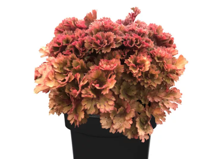 Heuchera Frilly, Coral Bells Frilly, Alum Root Frilly, Coral Flower Frilly, Shade plants, Evergreen plants, Evergreen Heuchera, Evergreen Coral Bells, Evergreen Alum Root
