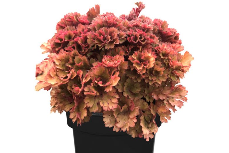 Heuchera Frilly, Coral Bells Frilly, Alum Root Frilly, Coral Flower Frilly, Shade plants, Evergreen plants, Evergreen Heuchera, Evergreen Coral Bells, Evergreen Alum Root