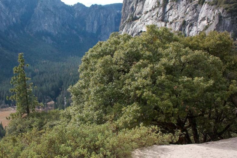 Quercus chrysolepis, Canyon Live Oak, Maul Oak, Golden-Cup Oak, Evergreen Oak, California Native Plant, California Native Shrub, California Native Tree