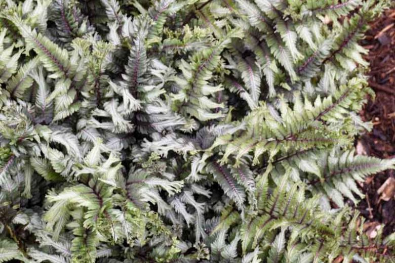 Athyrium niponicum 'Crested Surf', Athyrium 'Crested Surf', Crested Japanese Painted Fern, Athyrium 'Crested Surf', Shade plants, shade perennial, plants for shade, plants for wet soil