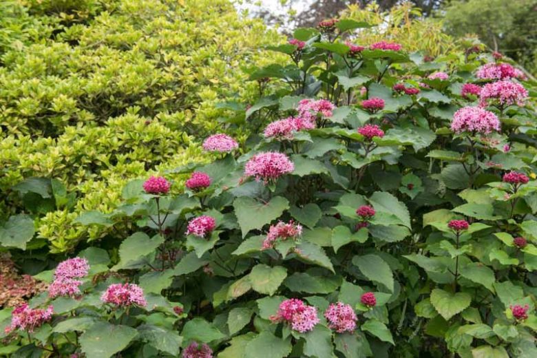 Clerodendrum bungei,Rose Glory Bower, Glory Bower, Glory Flower, Cashmere Bouquet, Mexicali Rose, Mexican Hydrangea, Flowering Shrubs, Fragrant shrub, Pink flowers