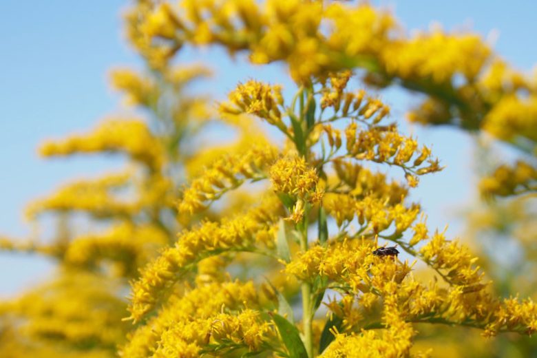 Solidago altissima, Tall Goldenrod, Late Goldenrod, Canadian Goldenrod, Canada Goldenrod, Fall perennials, Fall Flowers, Yellow flowers