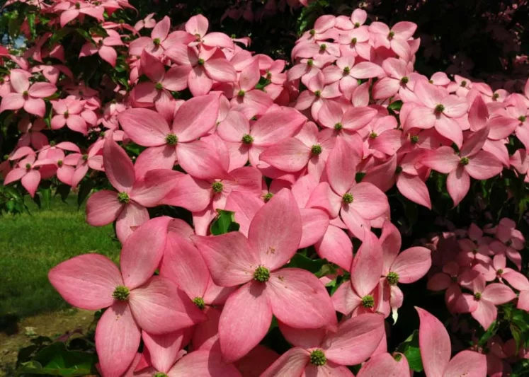 Cornus kousa Scarlet Fire, Scarlet Fire Dogwood, Kousa Scarlet Fire, Cornus kousa 'Rutpink', Deciduous Shrubs, Foliage, Fall color, Winter color, shrub with berries, Flowering tree, red fruits