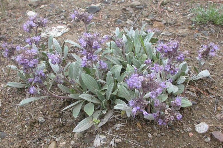 Phacelia hastata, Silverleaf Phacelia, Whiteleaf Phacelia, Purple Flowers, Purple perennials